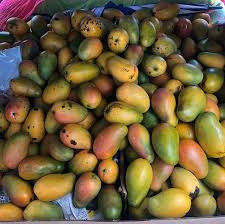 Julie And East Indian Mango