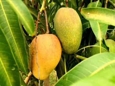 Julie And East Indian Mango