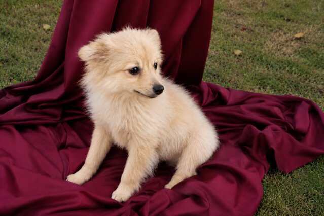 Pomerianian Chihuahua Mix Puppies Dogs Innswood