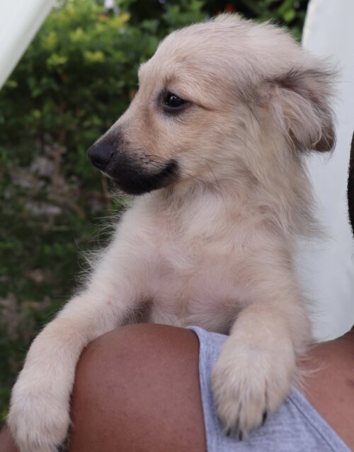 Pomerianian Chihuahua Mix Puppies