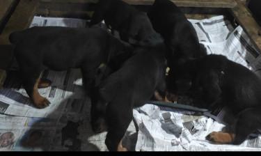Registered Rottweiler Puppies  Dogs Patrick City