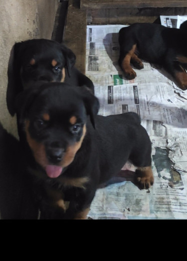 Registered Rottweiler Puppies 