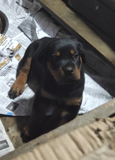 Registered Rottweiler Puppies 