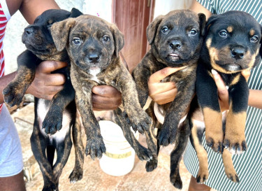 Rottweiler X Pitbull Mix Puppies Available (2month Dogs Knockpatrick 