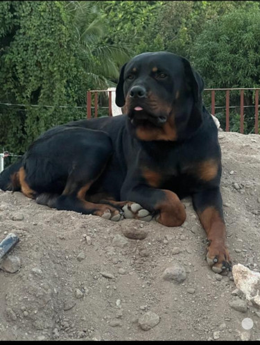 Up For Stud Service  Dogs Portmore 
