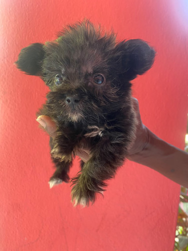 9 Weeks Old Shih Tzu Mix Pup