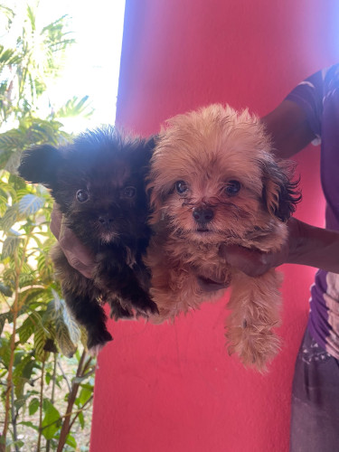 9 Weeks Old Shih Tzu Mix Pup Dogs Kingston