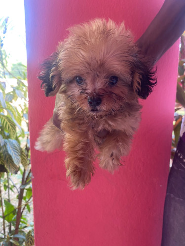 9 Weeks Old Shih Tzu Mix Pup
