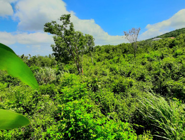 1/4 Acre Of Land 