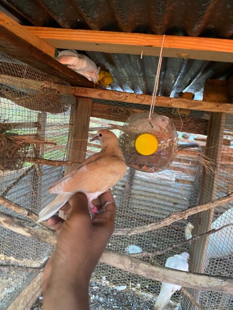 Ring Neck Doves For Sale?️5k For A PAIR