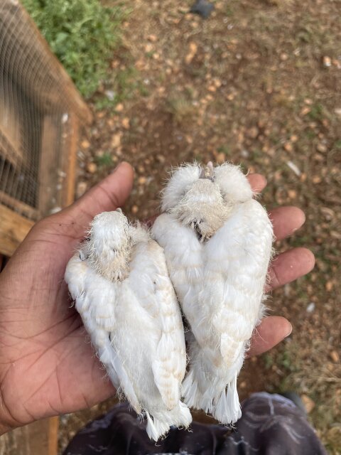 Ring Neck Doves For Sale?️5k For A PAIR