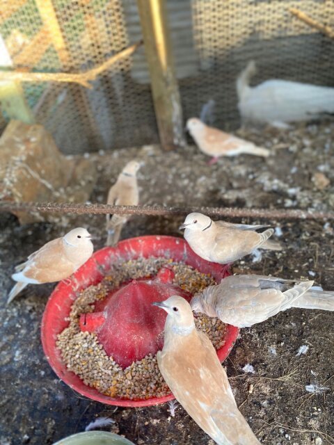 Ring Neck Doves For Sale?️5k For A PAIR Birds Bettween Mobay & Falmouth