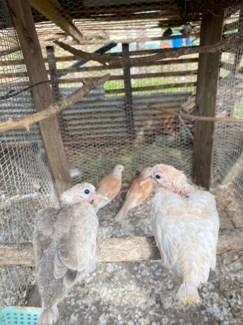 Ring Neck Doves For Sale?️5k For A PAIR