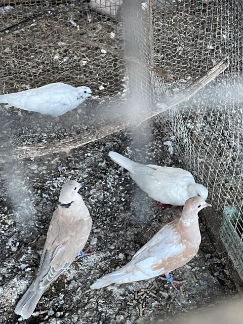 Ring Neck Doves For Sale?️5k For A PAIR