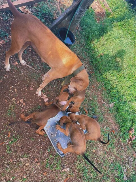 Ridgeback X Great Dane Mix