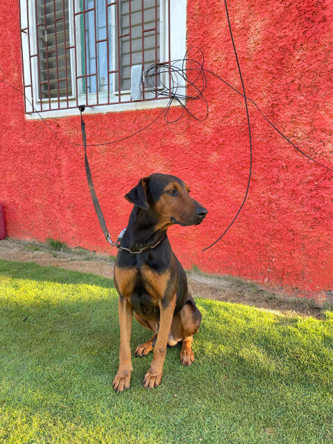 Ridgeback X Great Dane Mix Dogs Between Falmouth And Trelawny