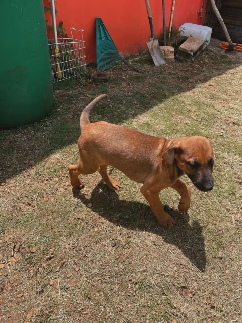 Ridgeback X Great Dane Mix