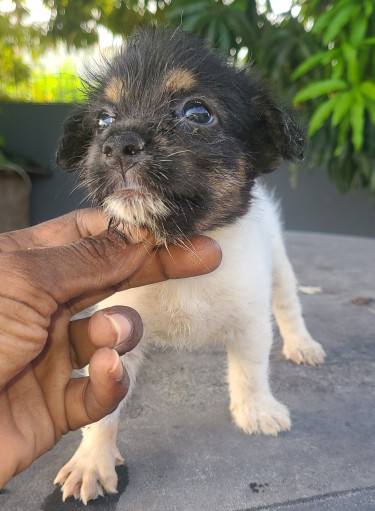 TOY DOGS FOR SALE (CHEAPP)