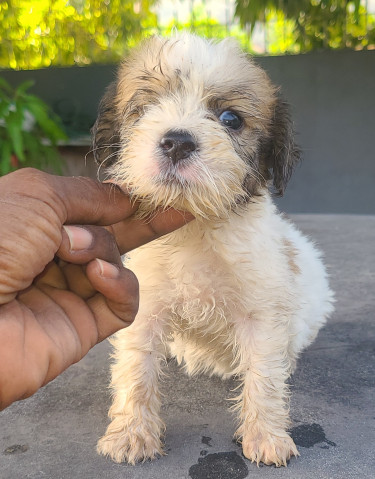 TOY DOGS FOR SALE (CHEAPP)