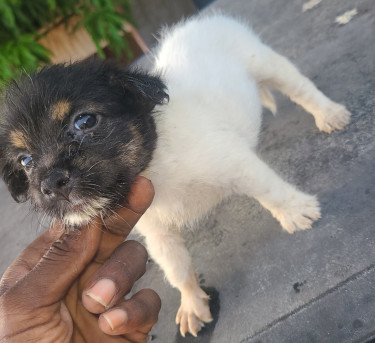 TOY DOGS FOR SALE (CHEAPP)