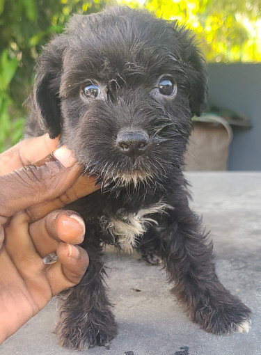 TOY DOGS FOR SALE (CHEAPP) Dogs Kingston