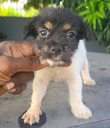 TOY DOGS FOR SALE (CHEAPP)