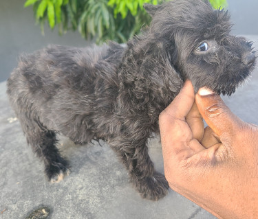 TOY DOGS FOR SALE (CHEAPP)