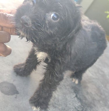 TOY DOGS FOR SALE (CHEAPP)