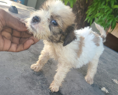 TOY DOGS FOR SALE (CHEAPP)
