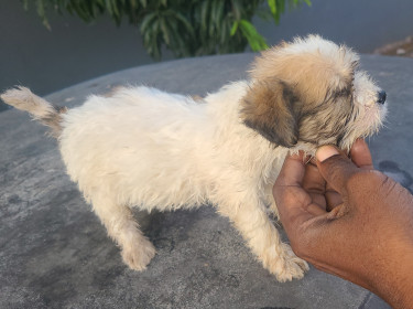 TOY DOGS FOR SALE (CHEAPP)