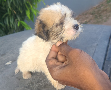 TOY DOGS FOR SALE (CHEAPP)
