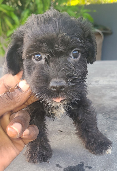TOY DOGS FOR SALE (CHEAPP)