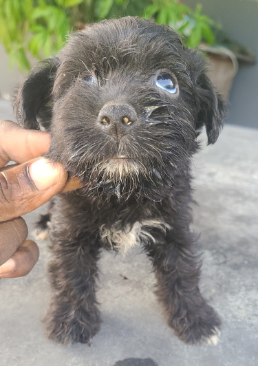 TOY DOGS FOR SALE (CHEAPP)