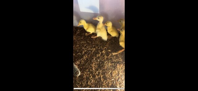 Pekin Ducklings For Sale Pet Accessories St James