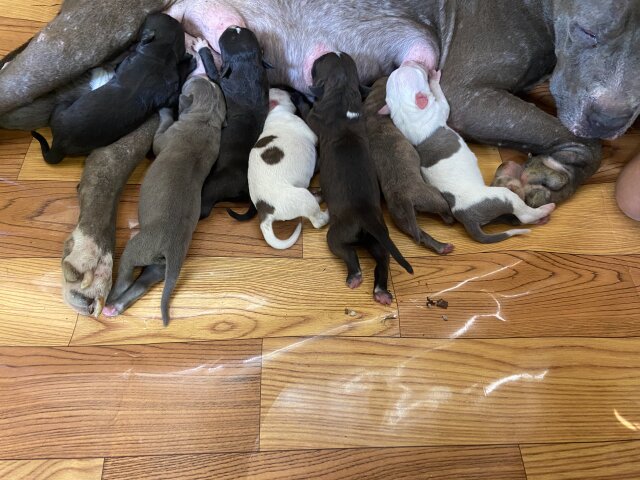 Pitbull X Bully