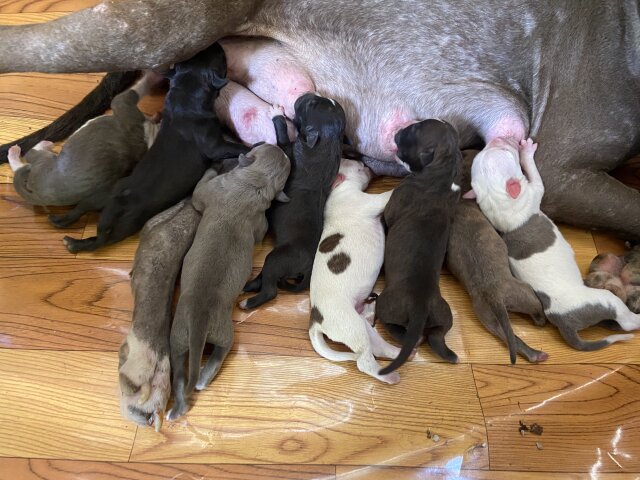 Pitbull X Bully Pet Accessories Salem Runaway Bay