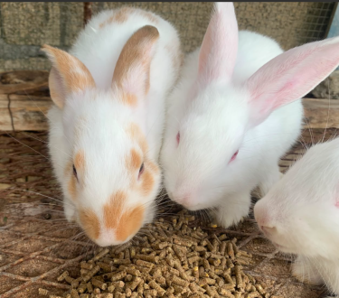 Rabbits-2-Month-Old (Cost Is For One!)