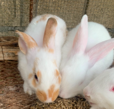 Rabbits-2-Month-Old (Cost Is For One!) Other Pets May Pen