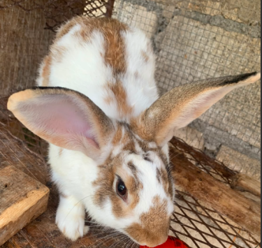 Rabbit (Buck) 2 Year Old Other Pets May Pen