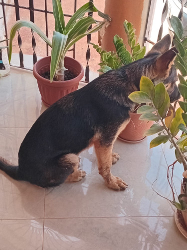 German Shepherd  Male 5 Months Old Pup