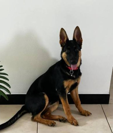 German Shepherd  Male 5 Months Old Pup Dogs Manchester 