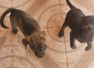 Rottweiler X Pitbull Mix Puppies  Dogs Knockpatrick 