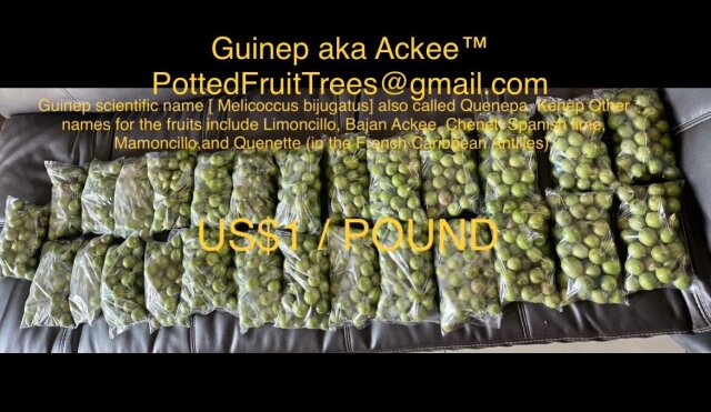 Guinep