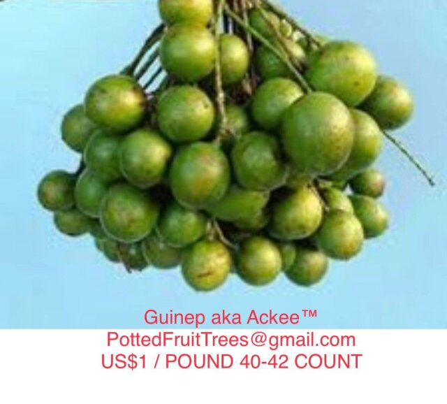 Guinep