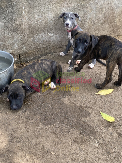 PITBULL PUPPIES FOR SALE (Just A Few Left!)