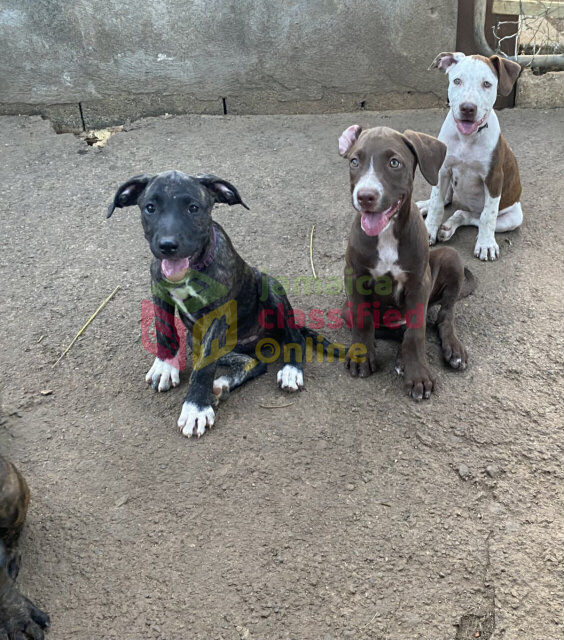 PITBULL PUPPIES FOR SALE (Just A Few Left!)