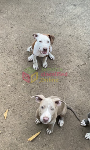 PITBULL PUPPIES FOR SALE (Just A Few Left!)