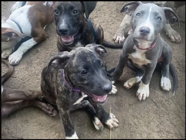 PITBULL PUPPIES FOR SALE (Just A Few Left!) Dogs Ocho Rios