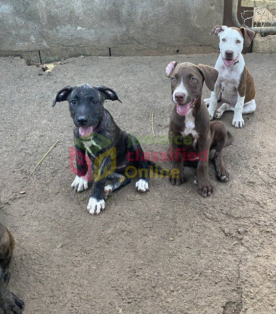 PITBULL PUPPIES FOR SALE (Just A Few Left!)