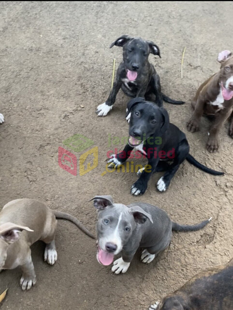 PITBULL PUPPIES FOR SALE (Just A Few Left!) Dogs Ocho Rios